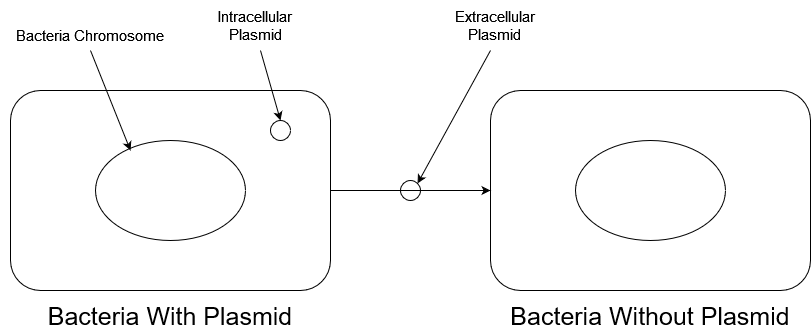 Diagram showing a plasmid being transfered from one bacteria to another one