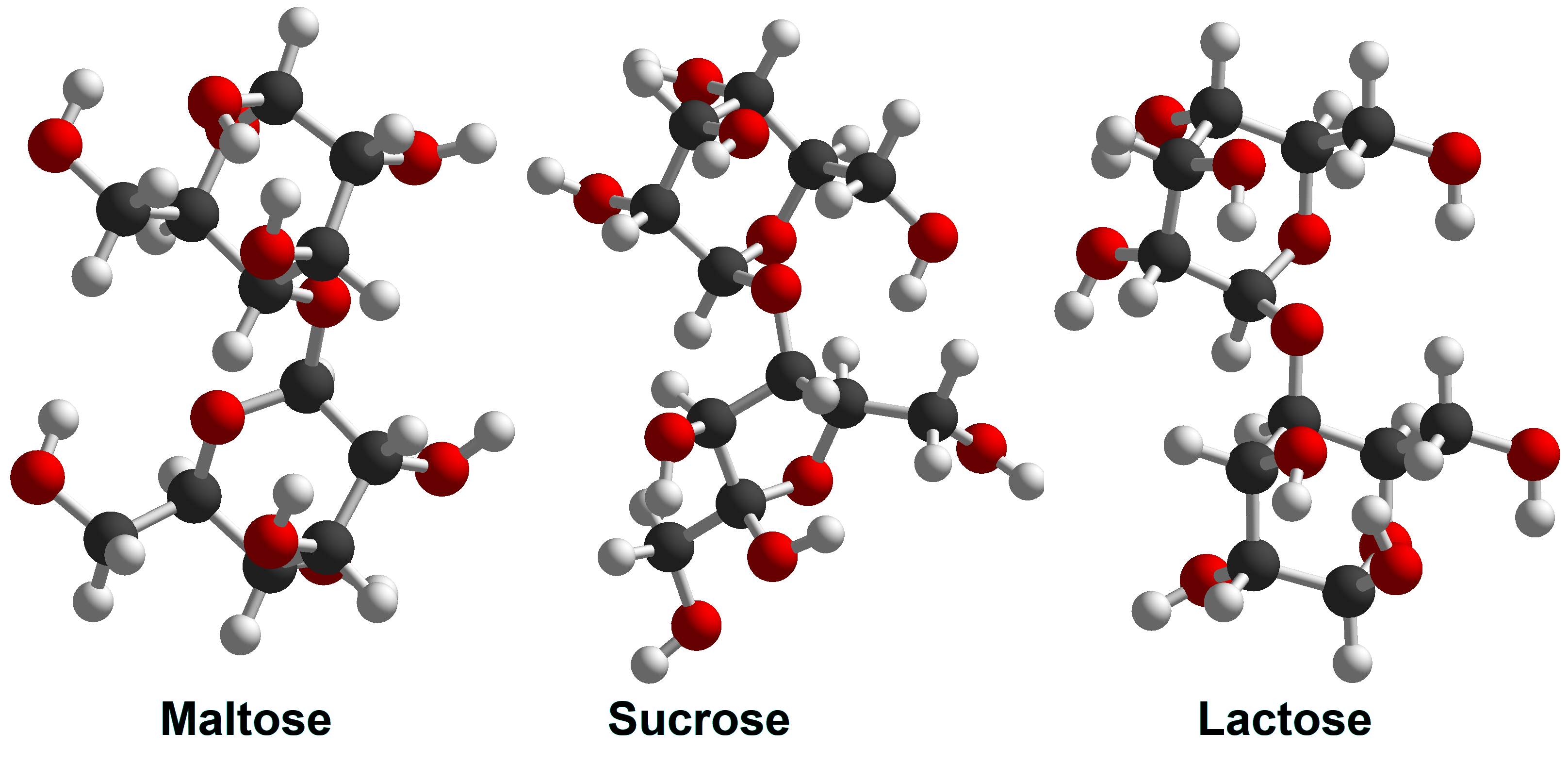A picture of molecular models of different types of disaccharide sugars: maltose, sucrose and lactose.