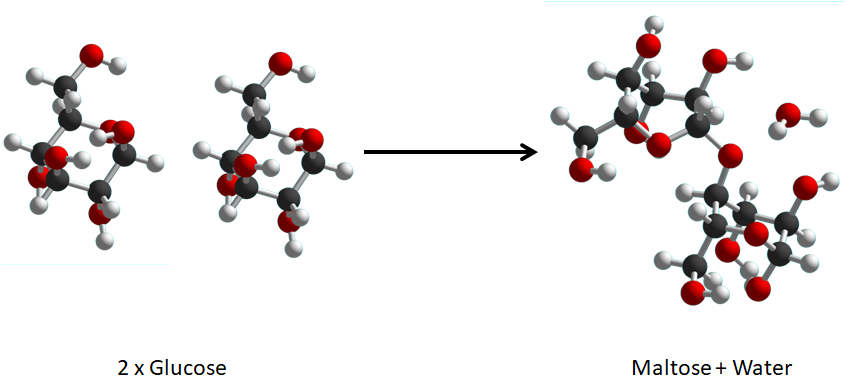 A picture of molecular models of glucose molecules forming glycosidic bonds