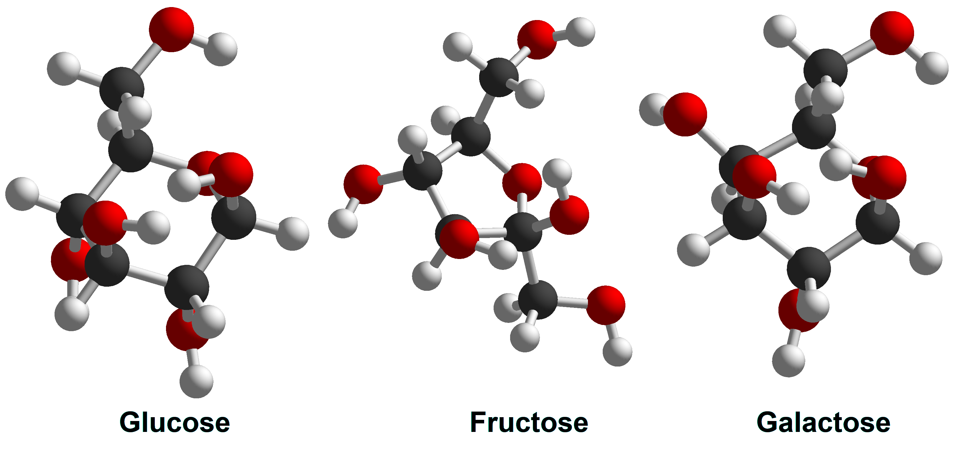 A picture of molecular models of different types of monosaccharide sugars: glucose, fructose and galactose.