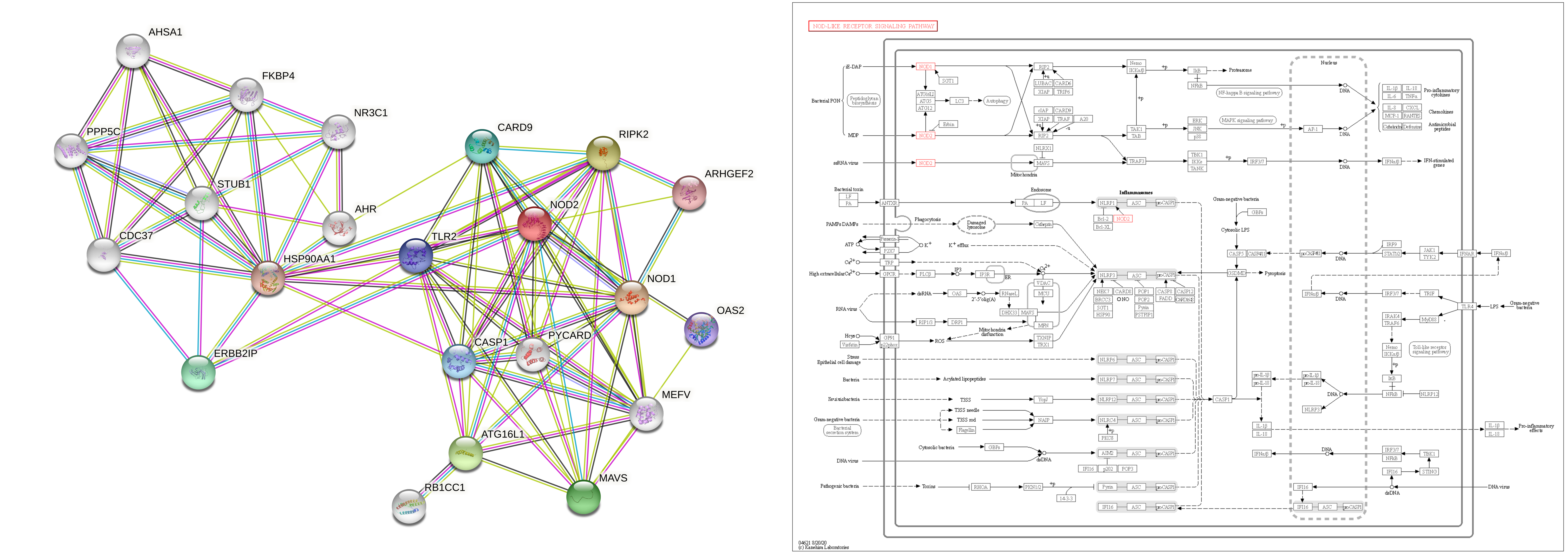 Images of molecular maps drawn using the STRING-DB and KEGG databases.