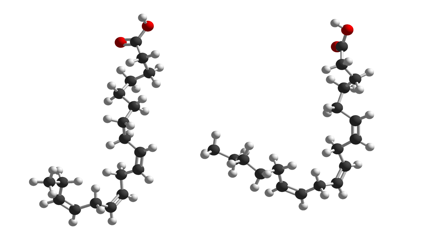 Pictures of molecule models showing alpha-linolenic acid and linoleic acid.
