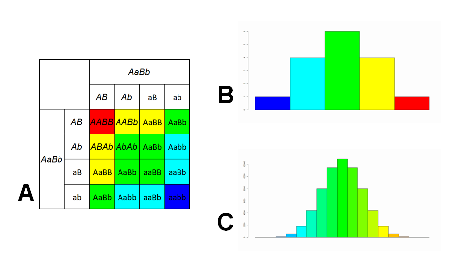 Punnet square and phenotype frequency charts for polygenic traits