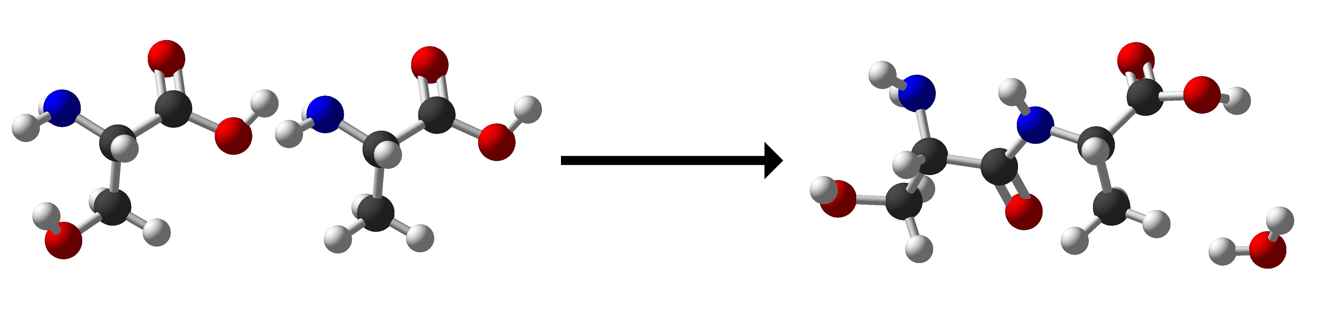 A diagram of serine and alanine as individual amino acids on the left, with an arrow to the right, and a peptide bond between them on the right.