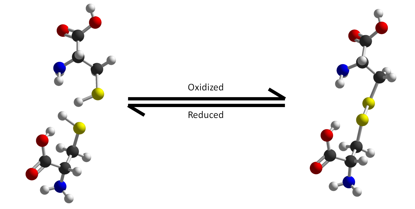 A picture of molecular models of amino acids containing sulfur, forming covalent bonds between them.