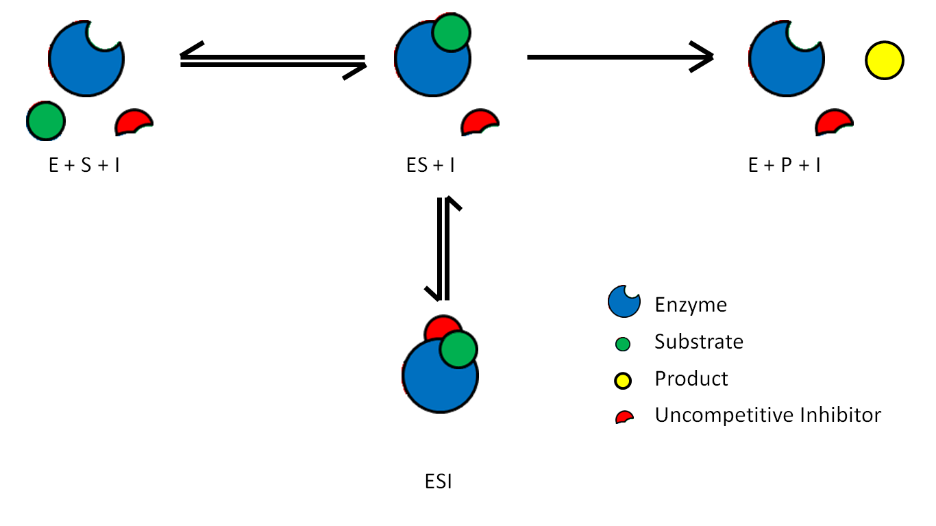 Mechanistic diagram of uncompetitive inhibition